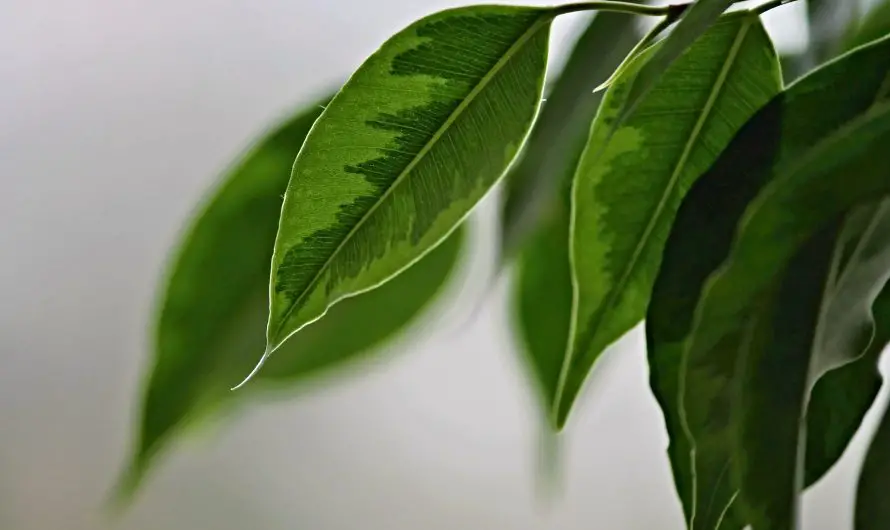 Vilket underhåll för en ficus från Abidjan?